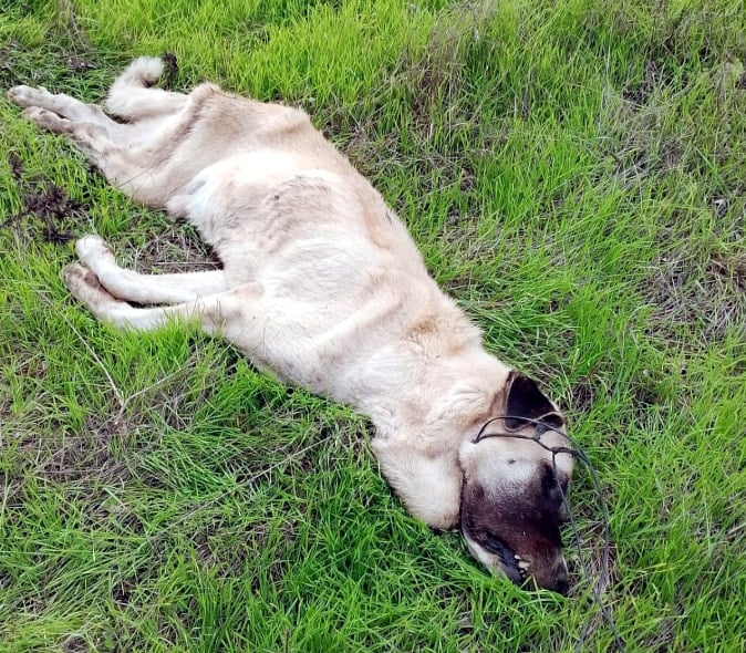 Köpekler Zehirlenerek Öldürüldü