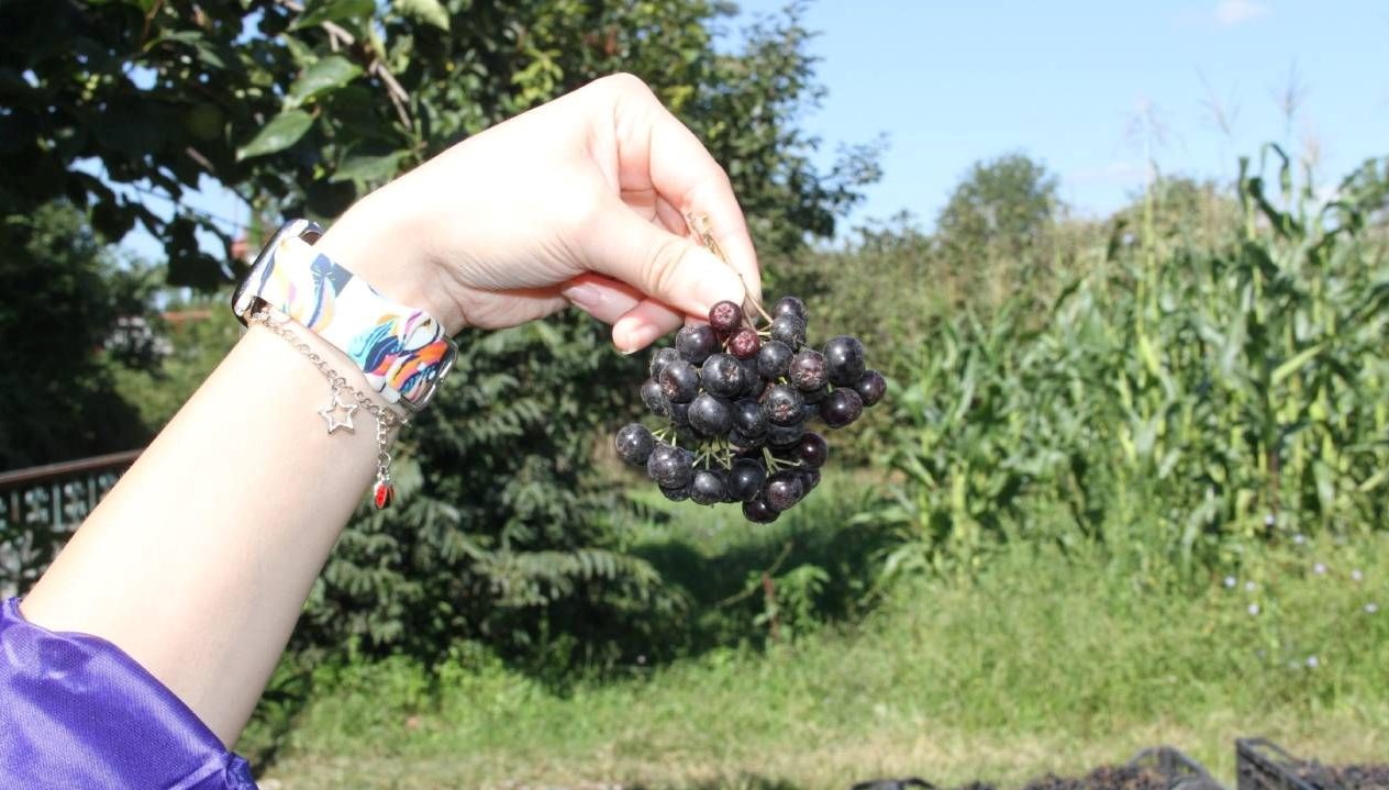 aronya hasadi basladi tarlada kilosu 100 tl hni9IUQC