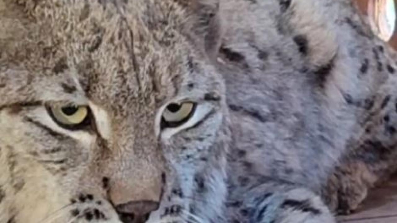 su kanalina dusen vasak kurtarilip bakima alindi fPXdzXLP.jpg