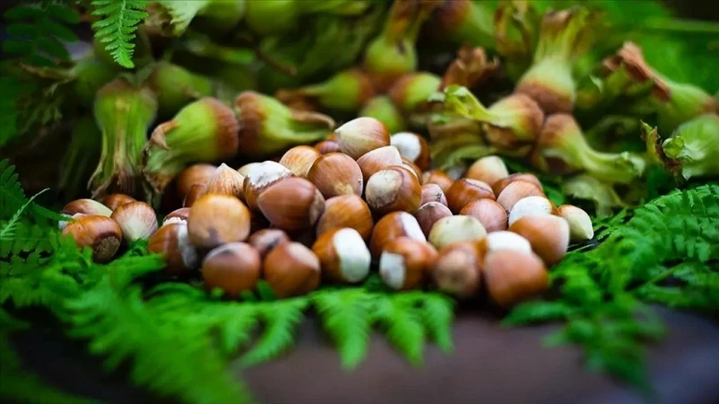 Giresun Yağlı Fındığı ve Kısırlık Üzerindeki Etkileri Araştırıldı